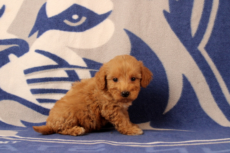 puppy, for, sale, Mini Goldendoodle F2B, Matthew B. Stoltzfus, dog, breeder, Gap, PA, dog-breeder, puppy-for-sale, forsale, nearby, find, puppyfind, locator, puppylocator, aca